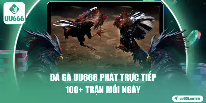 Đá Gà UU666 - Tuyệt Đỉnh Trực Tiếp Chất Lượng 1 da-ga-uu666-phat-truc-tiep-100-tran-moi-ngay